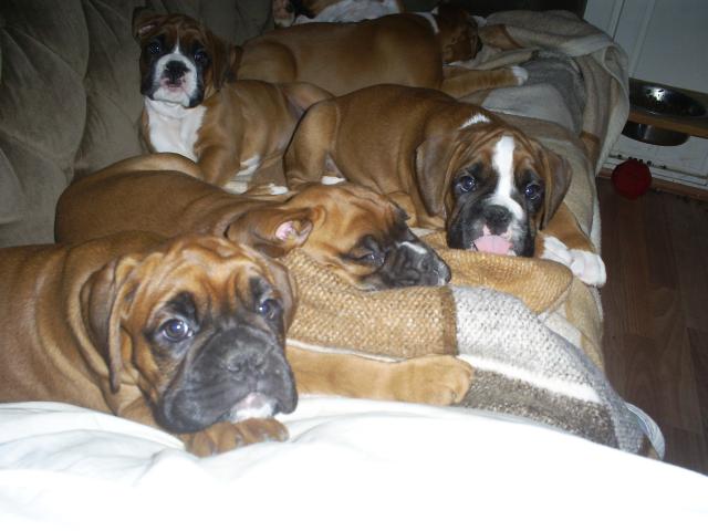 dijon_pups17.JPG