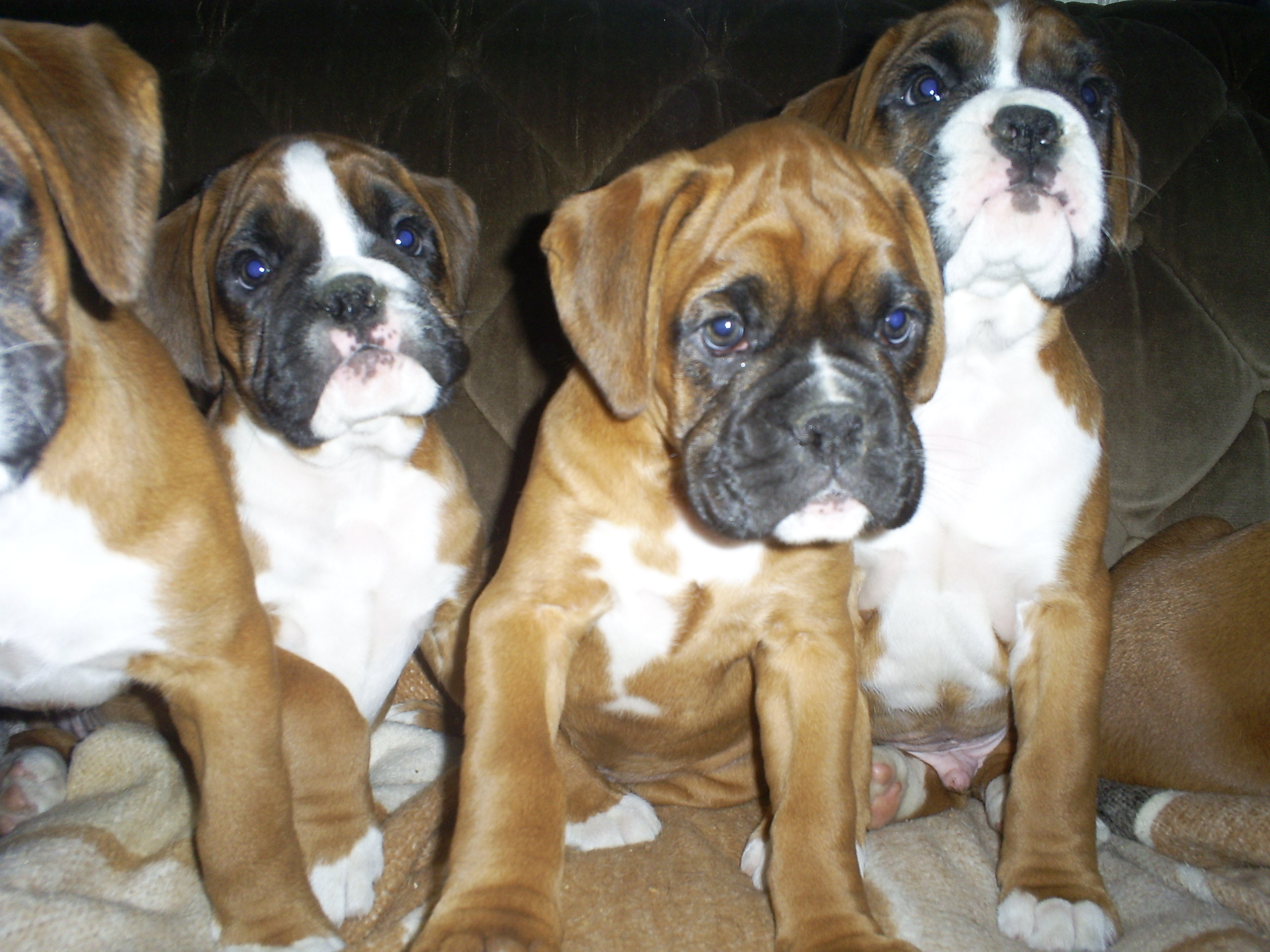 dijon_pups3.JPG